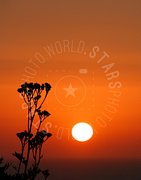 Tramonto rosso con fiori in primo piano