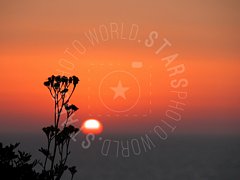 Tramonto rosso con fiori in primo piano