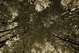 Alberi dal basso
