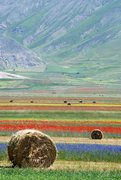 Campo di fiori e papaveri con balle di paglia