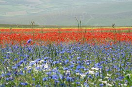Campo di fiori rossi, bianchi e viola