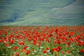 Campo di fiori rossi