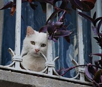 Gatto bianco che guarda dall'inferiata di un balcone