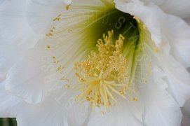 Fiore bianco in primo piano macro