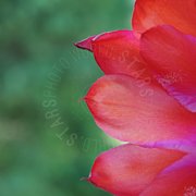 Fiore rosso in primo piano macro