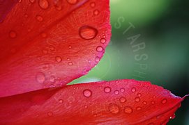 Fiore rosso in primo piano macro