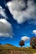 Albero su roccia con cielo azzurro e nuvole