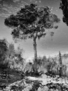 Albero riflesso su acqua