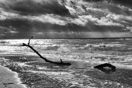 Branch and sea